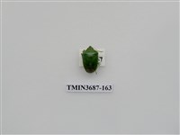 藏品(半翅目(3))的圖片